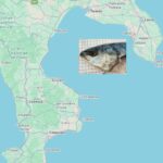 ricciola giapponese arriva nel Mediterraneo