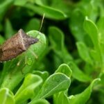 rimedi naturali per allontanare le cimici verdi