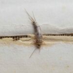 significato pesciolini d'argento in casa