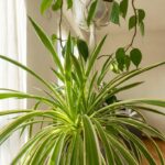 3 benefici del Chlorophytum comosum in casa