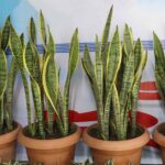 3 piante che hanno bisogno di pochissime cure