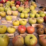 5 Varietà di Mele Italiane da Provare Assolutamente