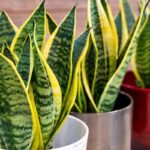 5 piante che rinfrescano casa