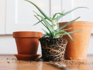5 segni che indicano che la pianta ha bisogno di un vaso più grande