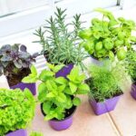 6 erbe aromatiche ricche di magnesio