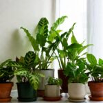 7 piante da interno impossibili da uccidere