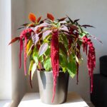Amaranthus: la pianta ornamentale perfetta per casa