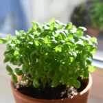 Come Coltivare il Basilico Greco per Formare una Palla Verde e Profumata sul Davanzale