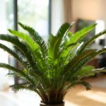 Come Tenere in Casa la Pianta Cycas: Guida alla Coltivazione Indoor