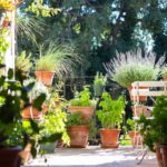 Come allontanare le zanzare tigre dal balcone usando barriere di piante naturali