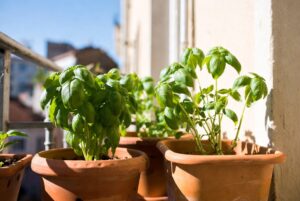 Come coltivare il basilico sul balcone e farlo durare tutta l'estate senza farlo seccare