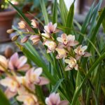 Come coltivare l'Orchidea Cymbidium all'esterno per ottenere steli fioriti lunghi e spettacolari