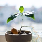 Come coltivare una pianta di avocado in casa partendo dal nocciolo