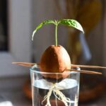 Come coltivare una pianta di avocado in casa partendo dal nocciolo: la guida passo dopo passo