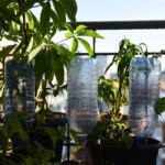 Come creare un sistema di irrigazione automatico per le piante del balcone con una bottiglia