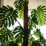 Come curare la Monstera deliciosa per farle fare quelle caratteristiche foglie giganti e forate