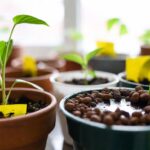 Come eliminare i moscerini della terra dai vasi