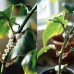 Come eliminare la cocciniglia dalle piante usando un rimedio naturale a base di sapone molle