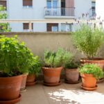 Come eliminare la tana delle formiche in balcone