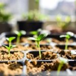 Come far crescere l'Aloe Vera dal seme