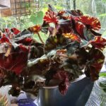 Come far crescere la Begonia in casa dal seme