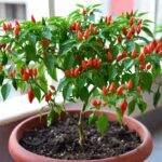 Come far crescere la pianta di Peperoncino piccante in vaso garantendo frutti abbondanti per mesi
