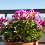 Come far fiorire il Geranio imperiale sul balcone anche se c'è un caldo torrido