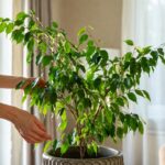 Come far sopravvivere il Ficus benjamina quando cambi la sua posizione all'interno della stanza