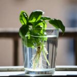 Come moltiplicare il basilico all'infinito usando un semplice bicchiere d'acqua