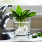 Come moltiplicare il tuo basilico all'infinito usando semplicemente un bicchiere d'acqua sul lavello
