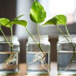 Come moltiplicare la pianta di Pothos all'infinito usando dei semplici tagli di ramo immersi in acqua