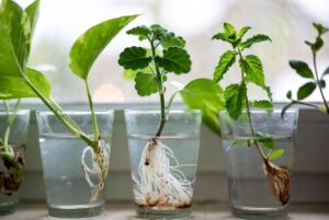 Come moltiplicare le tue Talee nell'acqua a costo zero