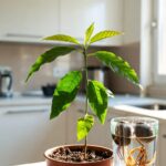 Come piantare la pianta avocado in casa e farla crescere