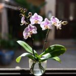 Come prendersi cura delle orchidee in estate