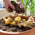 Come prendersi cura dello Zenzero piantato in vaso per raccogliere i tuberi freschi direttamente a casa