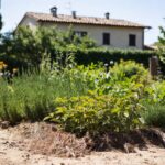 Come proteggere il giardino e la casa dalle invasioni di formiche in estate