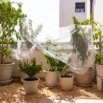 Come proteggere le piante sul balcone dai colpi di calore e dalle scottature solari