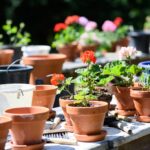 Come pulire e disinfettare i vasi di terracotta prima di trapiantare le nuove piante estive