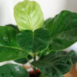 Come pulire le foglie delle piante dalla polvere per farle respirare e splendere