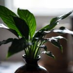 Come si cura la pianta Aspidistra?