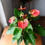 Come stimolare la fioritura dell'Anthurium in casa anche quando le foglie rimangono completamente verdi
