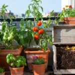Come trasformare gli scarti della cucina in fertilizzante naturale per il tuo balcone