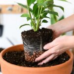 Come travasare correttamente una pianta in un vaso più grande
