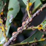 I 3 segnali visibili sulle foglie del Ficus benjamina che indicano un attacco di cocciniglia a scudo