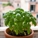 Il basilico dopo quanto tempo muore