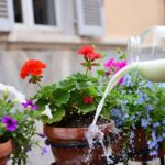 Il segreto dell'acqua di cottura del riso non salata per fertilizzare le tue piante fiorite sul balcone