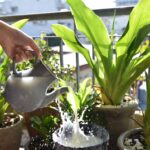 Il segreto dell'acqua di lavaggio del riso per dare energia alle piante del balcone
