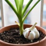 Il trucco dello spicchio d'aglio infilato nel terreno per allontanare i parassiti dalle tue piante in vaso