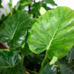 Il trucco naturale per lucidare le foglie grandi senza usare prodotti chimici