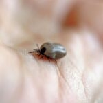 Invasione di zecche in estate
